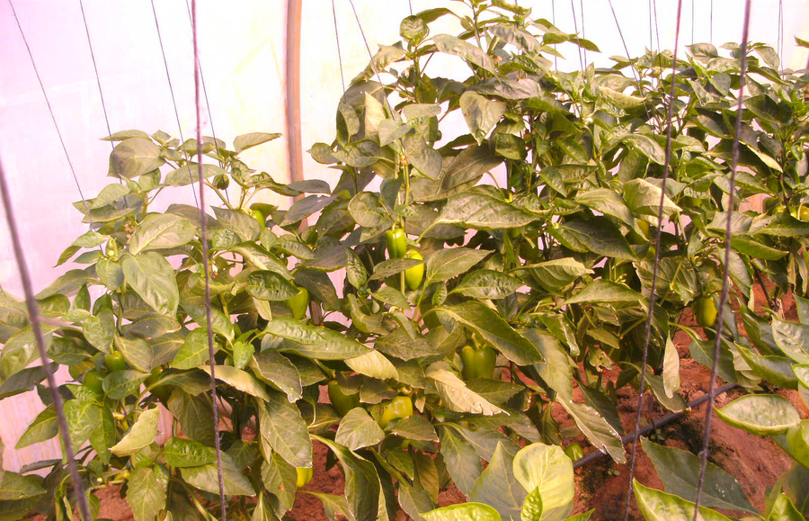 El Yakot for Import & Export