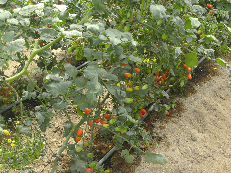 El Yakot for Import & Export